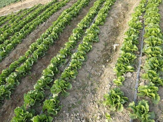 節(jié)水器材廠家：如何判斷滴灌管的好壞？